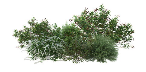 Obraz premium 3d render shrub with white background