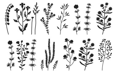 Hand drawn wild plants herbs Vector Silhouettes Collections