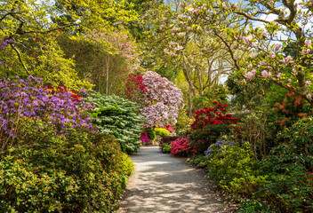 Gorgeous colors of the azeleas and rhododendron flowers and bushes along pathway in delightful garden in the spring - obrazy, fototapety, plakaty