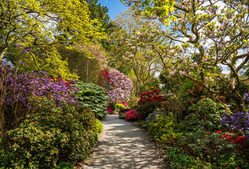Fototapeta na wymiar Gorgeous colors of the azeleas and rhododendron flowers and bushes along pathway in delightful garden in the spring