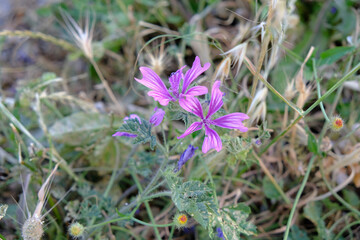 Close-up purple flower with green leaves. Purple flower background. Selective focus of flower.