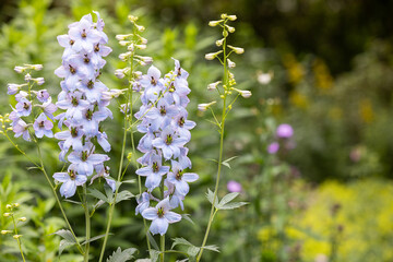 Stauden im Staudenbeet im Garten oder Park