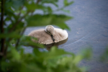 Closeup of baby swan swimming in the water