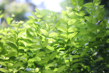 Fototapeta na wymiar Green fresh Wrightia religiosa Benth leaves under sunlight
