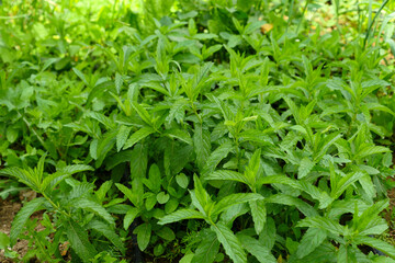 Fototapeta na wymiar edible mint, edible fresh and green mint, table mint plant in the garden,