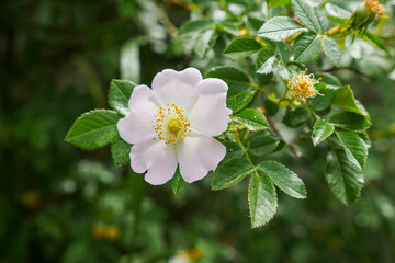 rosehip tree blooming, natural medicinal rosehip flowers, © kodbanker