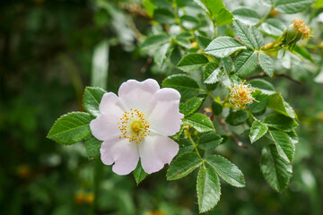 rosehip tree blooming, natural medicinal rosehip flowers, © kodbanker