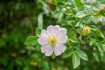 rosehip tree blooming, natural medicinal rosehip flowers, © kodbanker