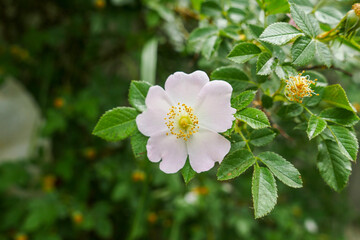 rosehip tree blooming, natural medicinal rosehip flowers, © kodbanker