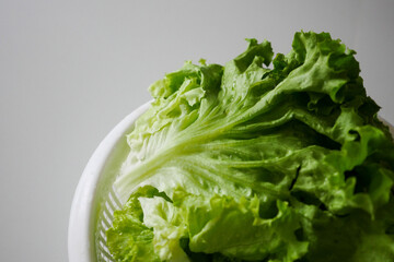 curly lettuce leaves washed in a bowl, washed curly leaves,