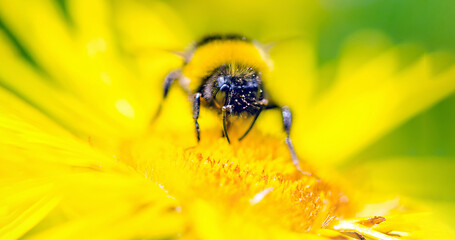 eine biene auf der gelbe blume