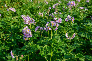 Organic potato fields, blooming potato flower.