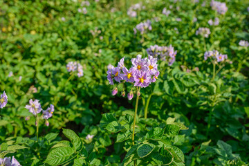 Organic potato fields, blooming potato flower.