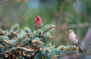 Pair of male and female House finches, Haemorhous mexicanus, perched in a Pine tree looking for nesting material. Bird in wild