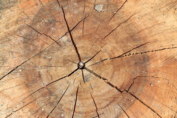 Rough wooden surface of an old tree-