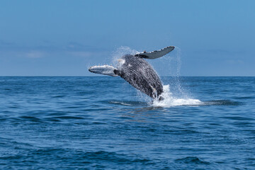 Breaching Humpback