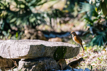 Greater necklaced laughingthrush on the Stone
