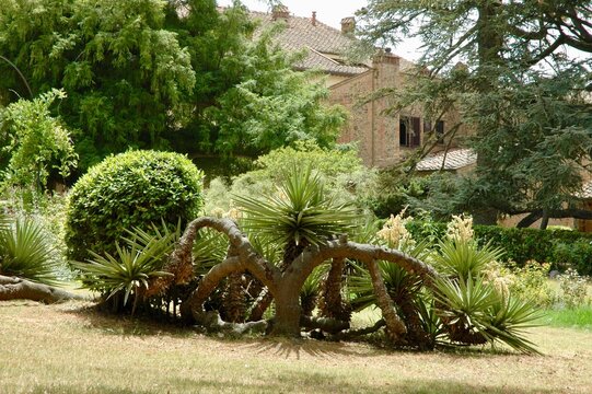 giardino esotico nella villa medicea di castelfalfi (Montaione). Firenze