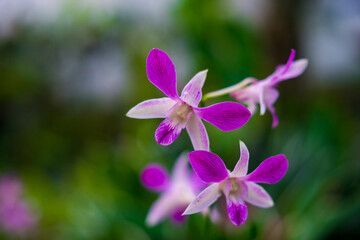 Naklejka na ściany i meble Bletilla striata Orchids Orchid
