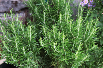 Rosmarin, Kräuter, Heilpflanze, mediterran, Gewürze