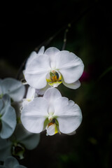 Fototapeta na wymiar Join angel orchid