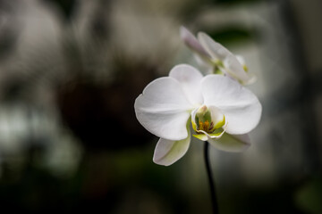 Fototapeta na wymiar Join angel orchid