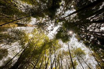 Bamboo forest with sunlight sky