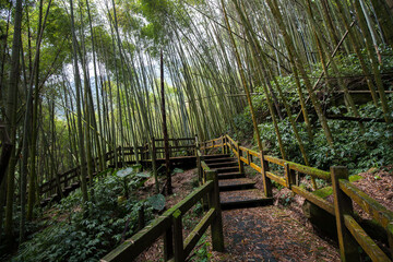 Lush bamboo forest in Fenqihu Trail, Fenchihu Old Town, Taiwan