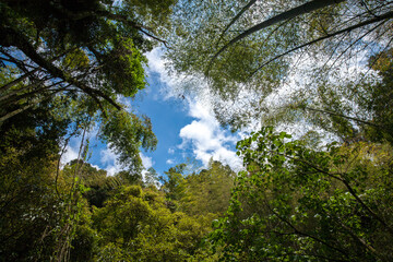 Tropical forest with cloud sky