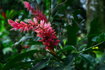 Tropical flower in Costa Rica
