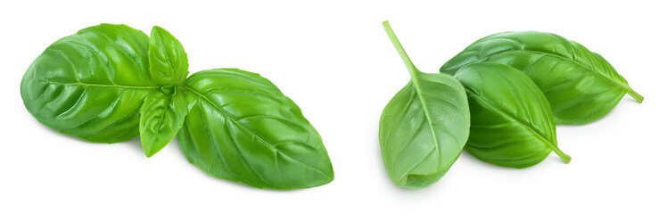 Fresh basil leaf isolated on white background with full depth of field. Set or collection