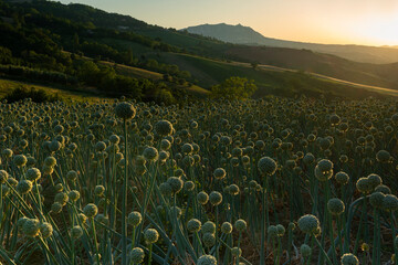 Italian onion field