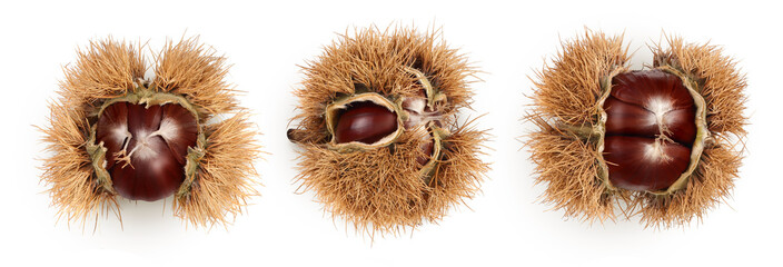 opened sweet chestnut in its spiky husk isolated on white. Top view. Flat lay.