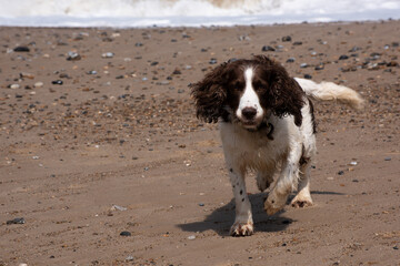Cocker Spaniel on stoney beach at seaside