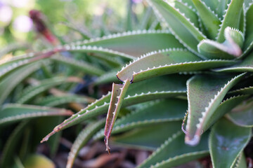 Aloe plant closeup with broken leaf in the garden.