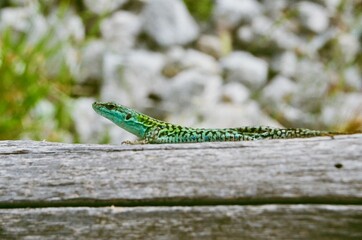 Italian Wall Lizard