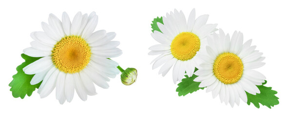 one chamomile or daisies with leaves isolated on white background. Set or collection