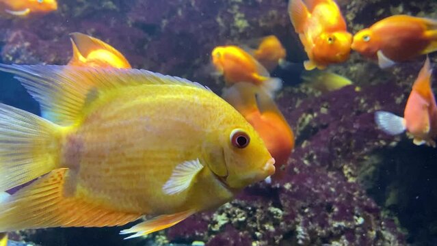 Goldfish close-up. A flock of golden fish on a coral reef. Lots of goldfish. Goldfish swim in the water