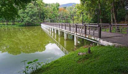 Bridge in the middle of the river crossing to nature with green trees at the destination, view, shady