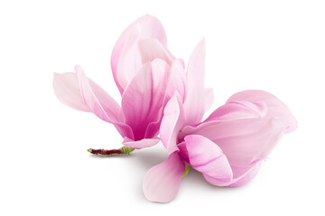 Pink magnolia flower isolated on white background with full depth of field
