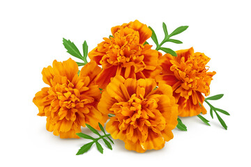 fresh marigold or tagetes erecta flower isolated on white background with full depth of field.