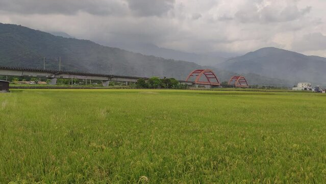 The Moving train on bridge with nice yellow paddy, taitung, Taiwan