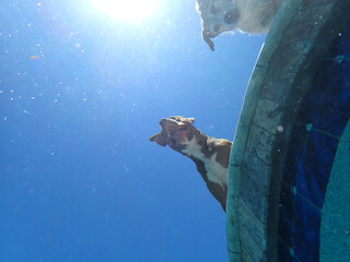 Obraz premium A underwater vie of two dogs looking down into a pool. 