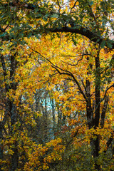Autumn forest with yellow leaves