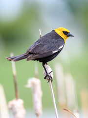 yellow-headed blackbird on cattail
