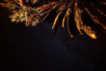Palm and night Sky 