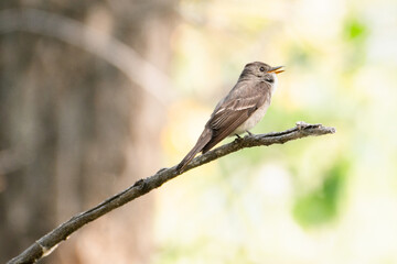 Western wood-pewee on branch