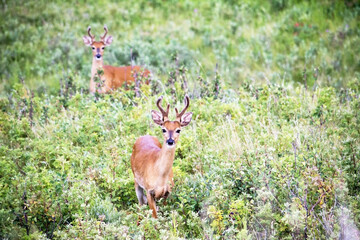 Two white-tailed deer in shrub