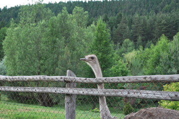 an ostrich behind a wooden fence on a background of a forested mountain