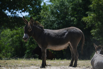 Mini donkey standing in Texas farm field during summer.